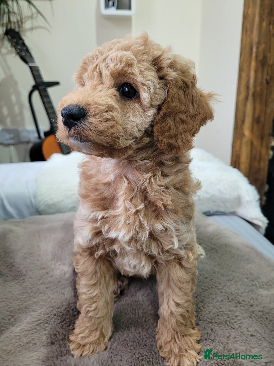 Cockapoo dogs for sale: Sweet boy cockapoo - Advert 7