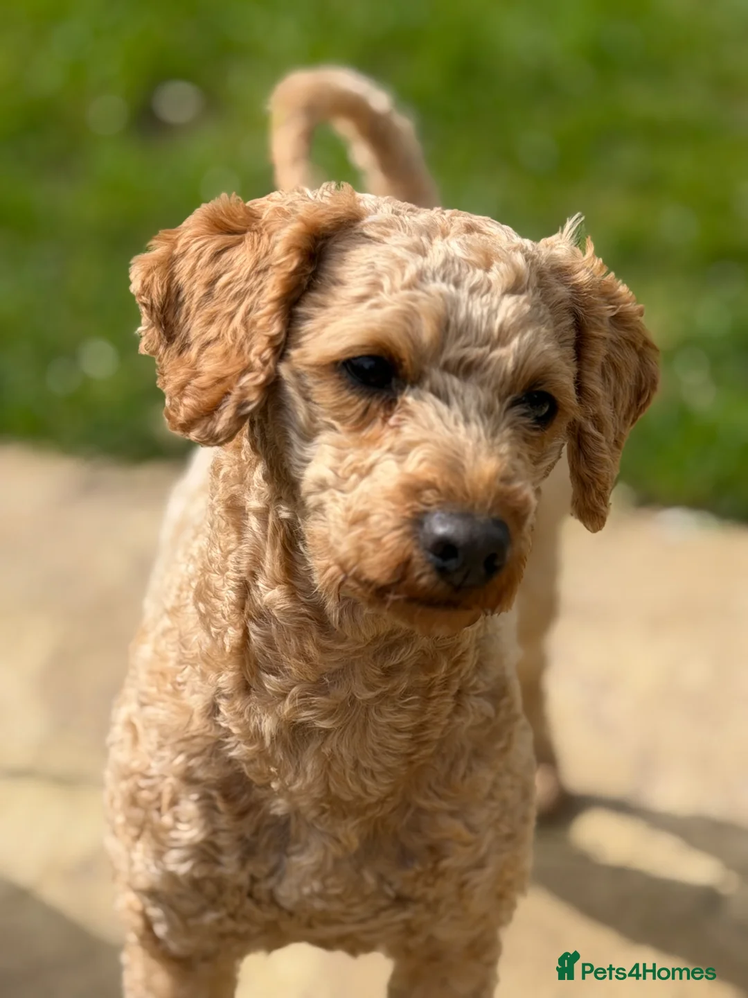 Toy Poodle dogs for stud: KC Registered Red Toy Poodle Fully DNA Tested - Advert 2