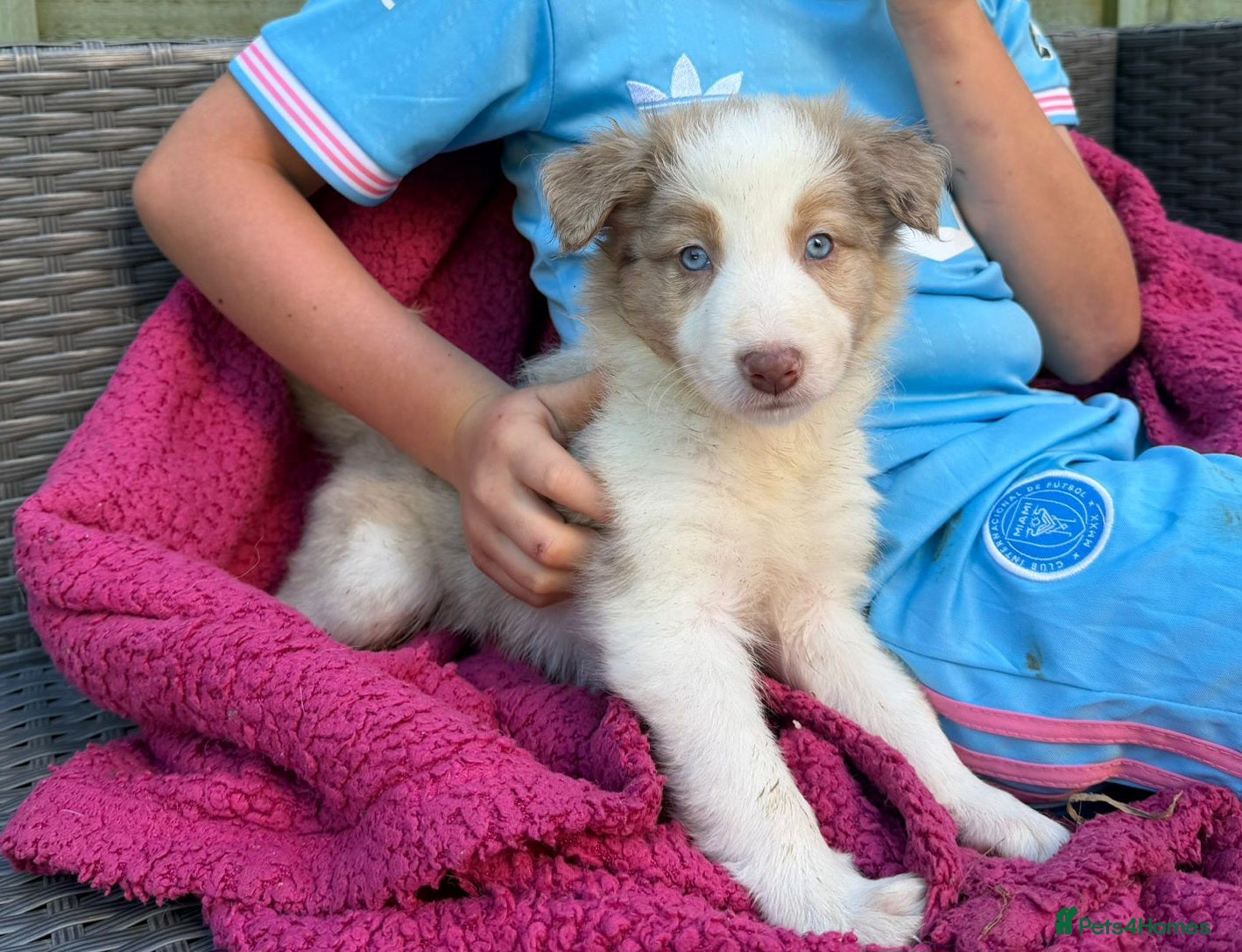 Border Collie dogs Border collie puppies - READY TO LEAVE SUNDAY - Advert 4