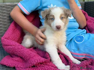 Border Collie dogs Border collie puppies - READY TO LEAVE SUNDAY - Advert 16