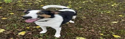 Mixed Breed dogs for adoption:  This is Jack — and Jack is a very good boy - Advert 2