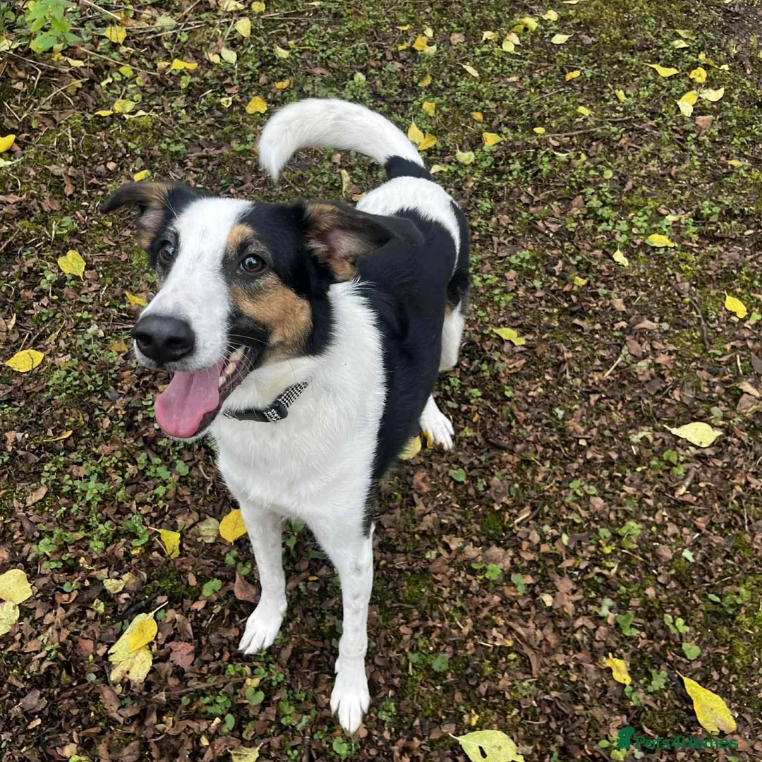 Mixed Breed dogs for adoption:  This is Jack — and Jack is a very good boy - Advert 2