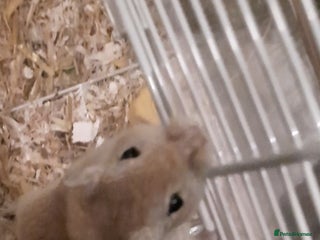 Gerbil rodents 3 gerbils +cage +supplies for sale - Advert 5