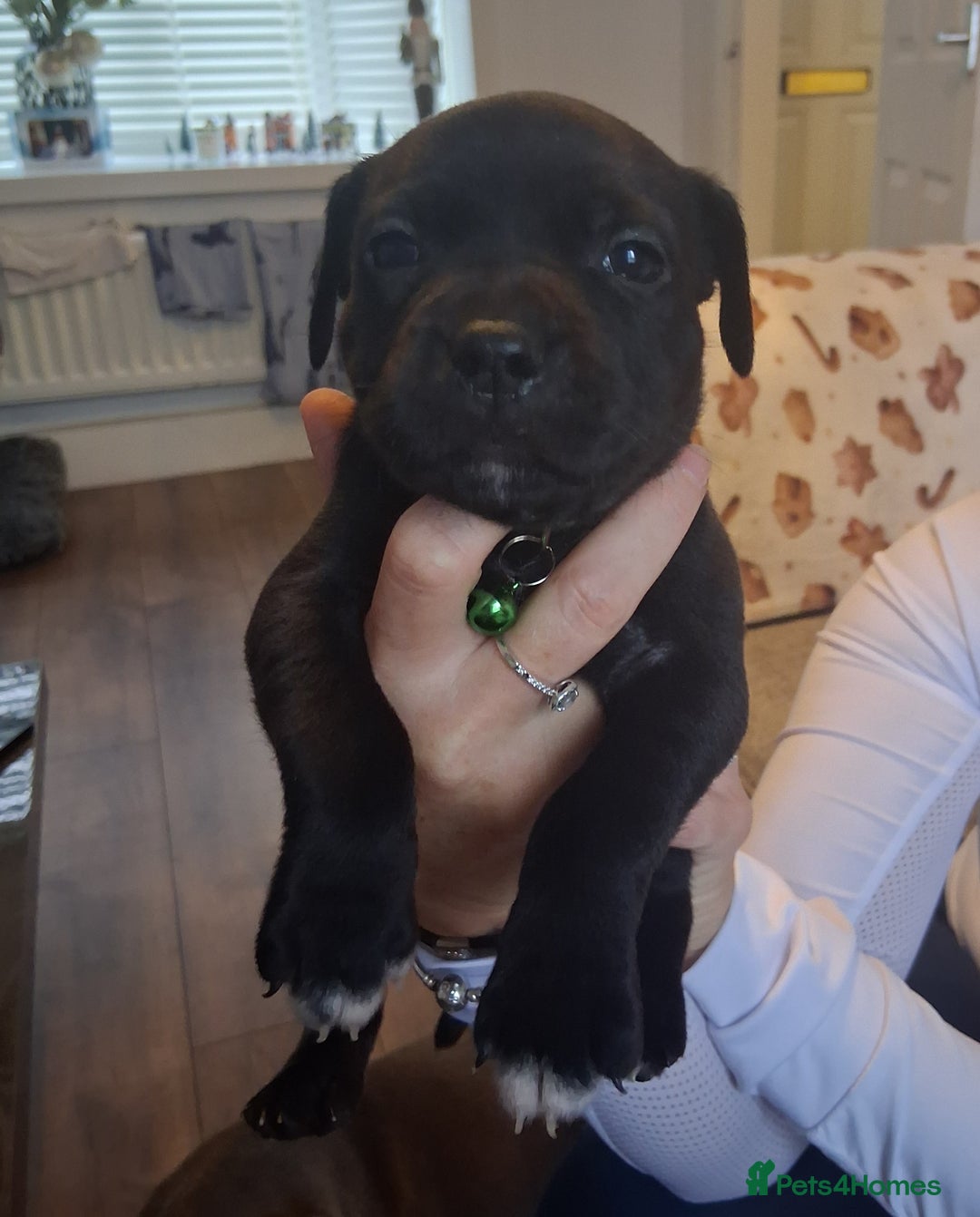Staffordshire Bull Terrier dogs for sale: Staffordshire bull terrier puppies  - Advert 14