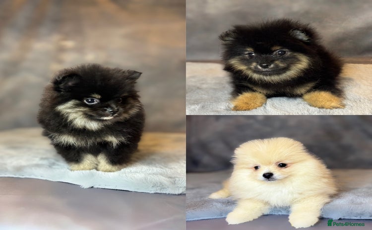 Pomeranian dogs - Advert 2