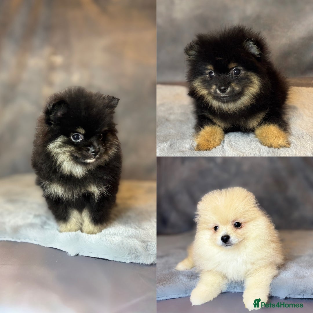 Pomeranian dogs for sale: Lovely little Poms available  - Image 1