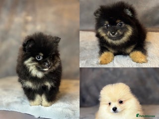 Pomeranian dogs - Advert 4