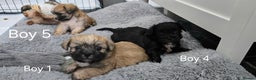 Malshi dogs for sale: Shih Tzu x Malshi Pups - Advert 8