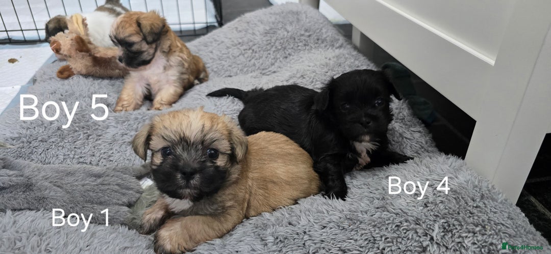 Malshi dogs for sale: Shih Tzu x Malshi Pups - Advert 8