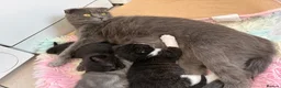 Scottish Fold cats for sale: 3 Scottish Fold Kittens 8 JUNE - Advert 6