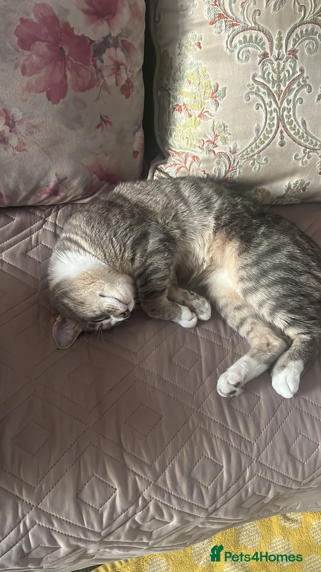 Domestic Shorthair cats for sale: Ameen-sweet and affectionate best friend - Advert 2