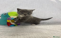 British Shorthair cats for sale: Beautiful British shorthair x kittens - Image 2