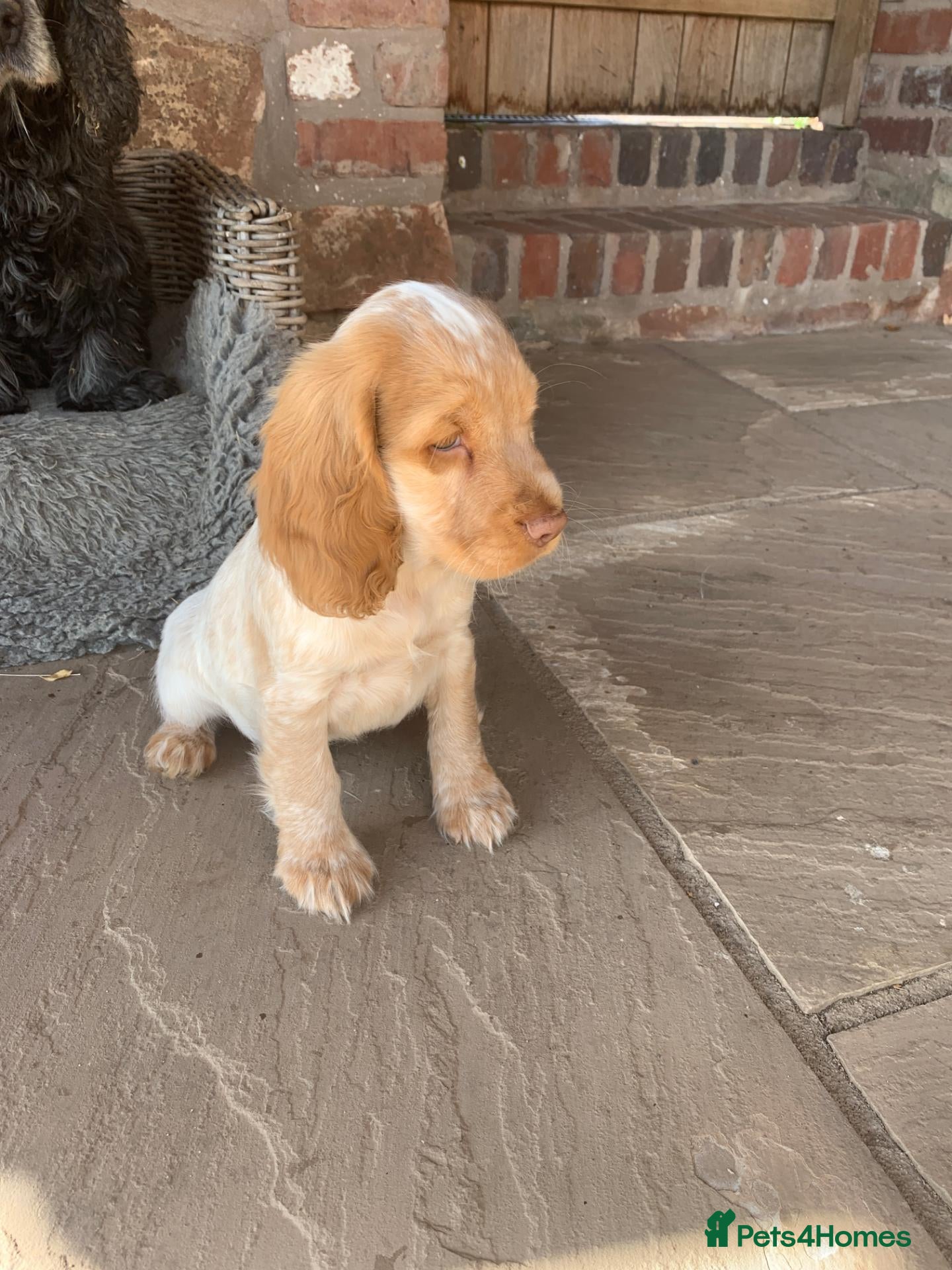 Cocker Spaniel dogs K.C REGISTERED COCKER SPANIEL PUPPIES - Advert 2