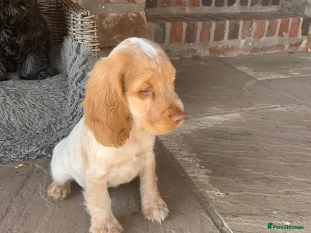 Cocker Spaniel dogs for sale: K.C REGISTERED COCKER SPANIEL PUPPIES - Advert 2