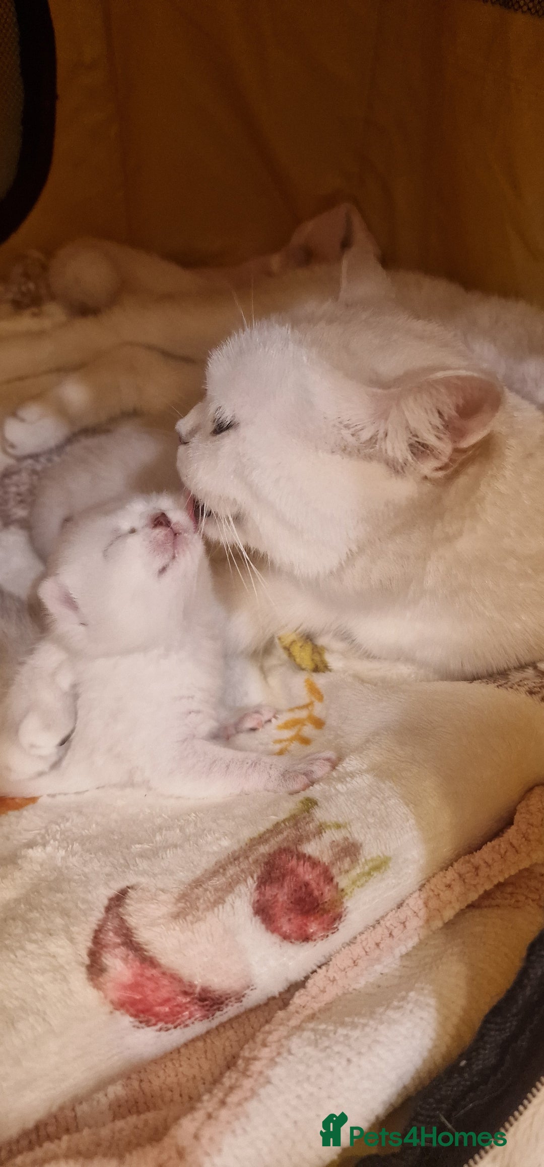 British Shorthair cats for sale: 💜British Shorthair Silver Chinchilla🧡 - Advert 4
