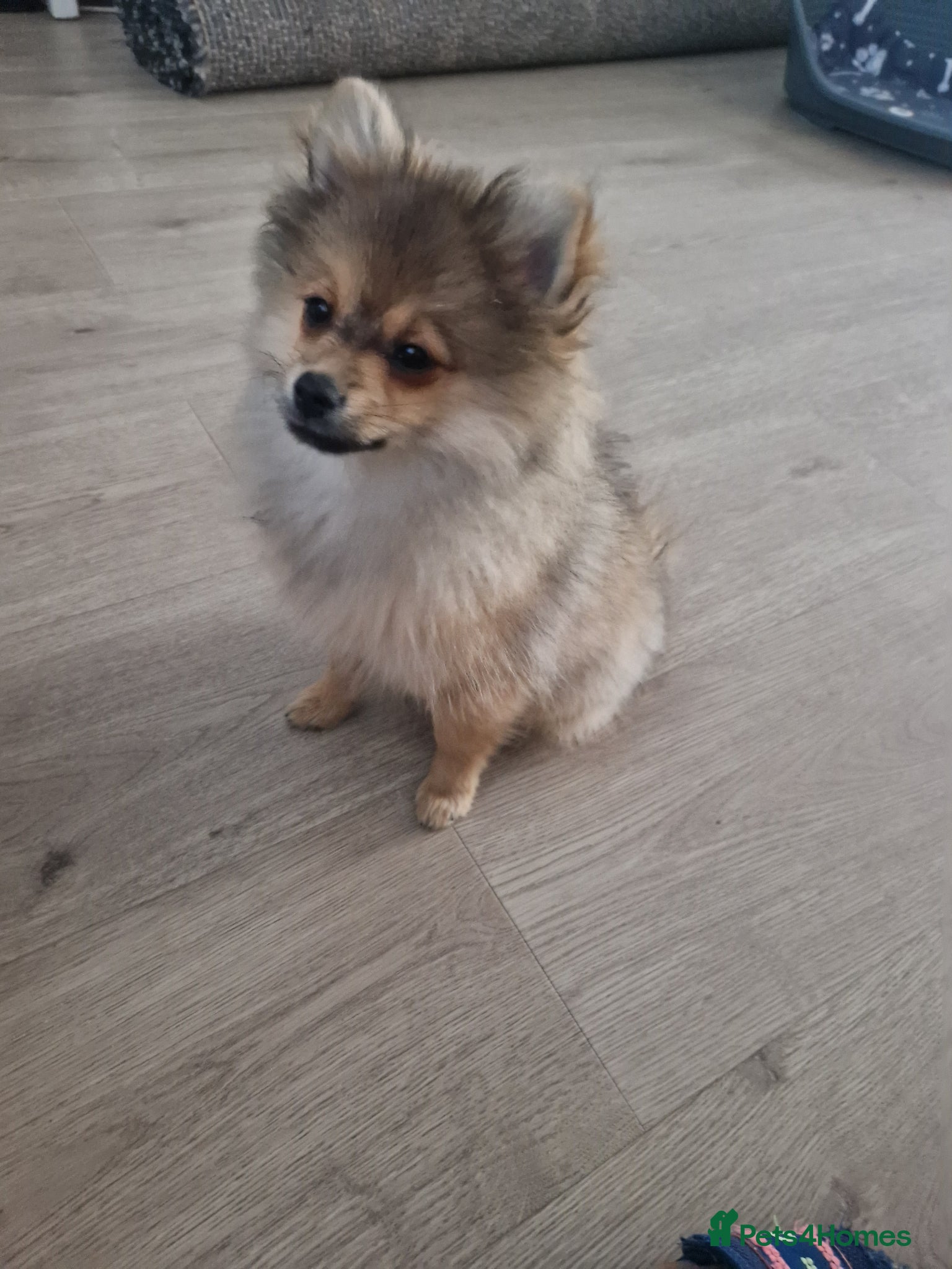 Pomeranian dogs  The Last Boy  Beautiful Pomeranian Ready Now - Advert 14