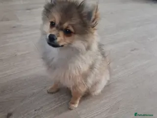 Pomeranian dogs The Last Boy Beautiful Pomeranian Ready Now - Advert 19