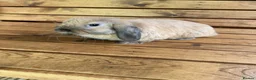 Mini Lop rabbits for sale: Pure mini lop - Advert 2