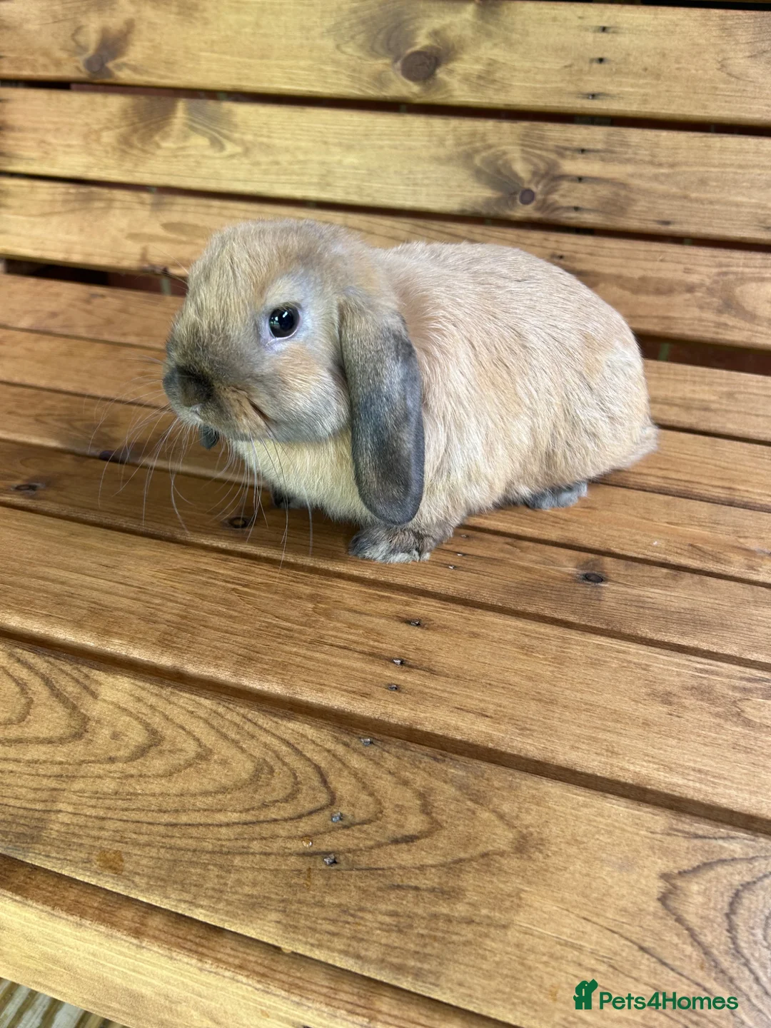 Mini Lop rabbits for sale: Pure mini lop - Advert 2