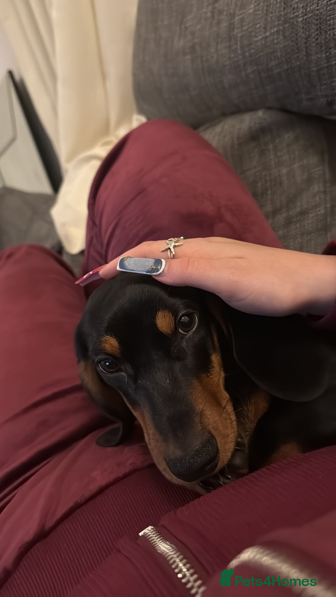 Dachshund dogs for sale: Kenny - Advert 2