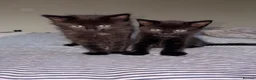 Mixed Breed cats for sale: 5 kittens for sale. in Wolverhampton - Advert 3