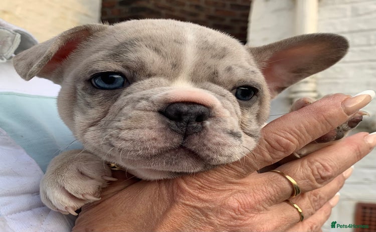 French Bulldog dogs - Advert 1