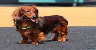 Dachshund dogs - Advert 6