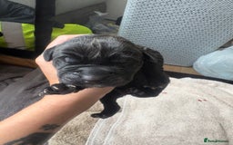 Mixed Breed dogs for sale: 3 beautiful boys for sale  - Image 11