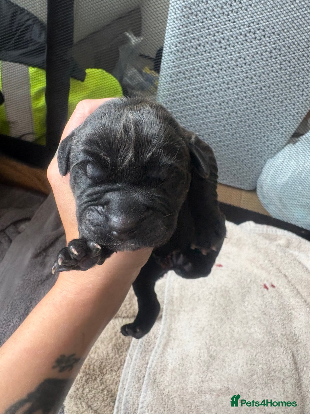 Mixed Breed dogs for sale: 3 beautiful boys for sale  - Image 11