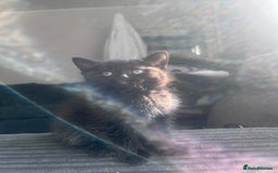 Domestic Shorthair cats for sale: 4 male kittens  - Image 4