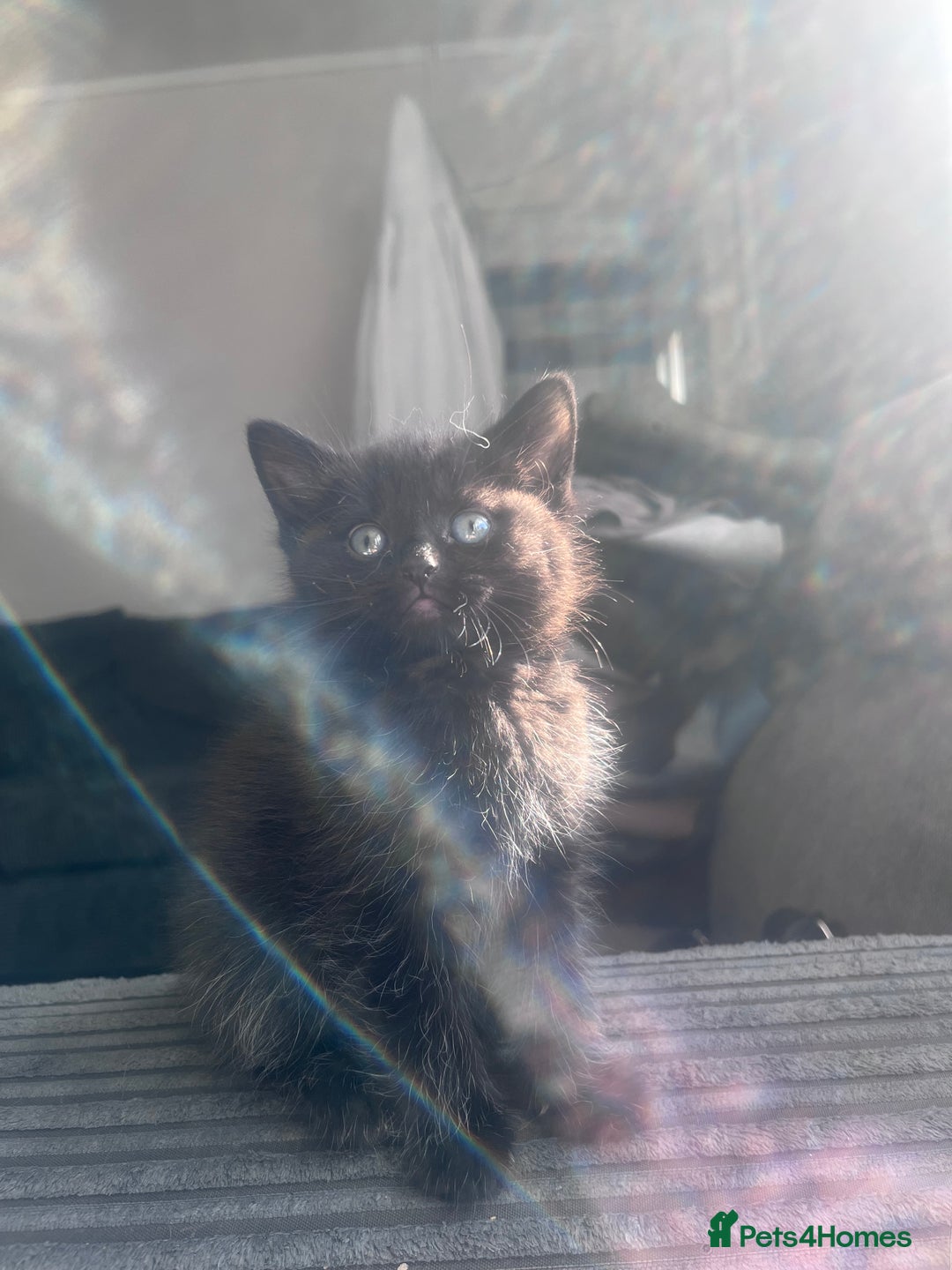 Domestic Shorthair cats for sale: 4 male kittens  - Image 4