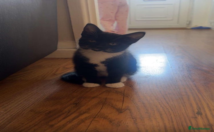 Domestic Shorthair cats - Advert 8