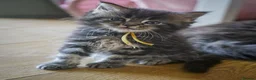 Maine Coon cats for sale:  Chunky full Maine coon kittens ready now   £795 - Advert 35