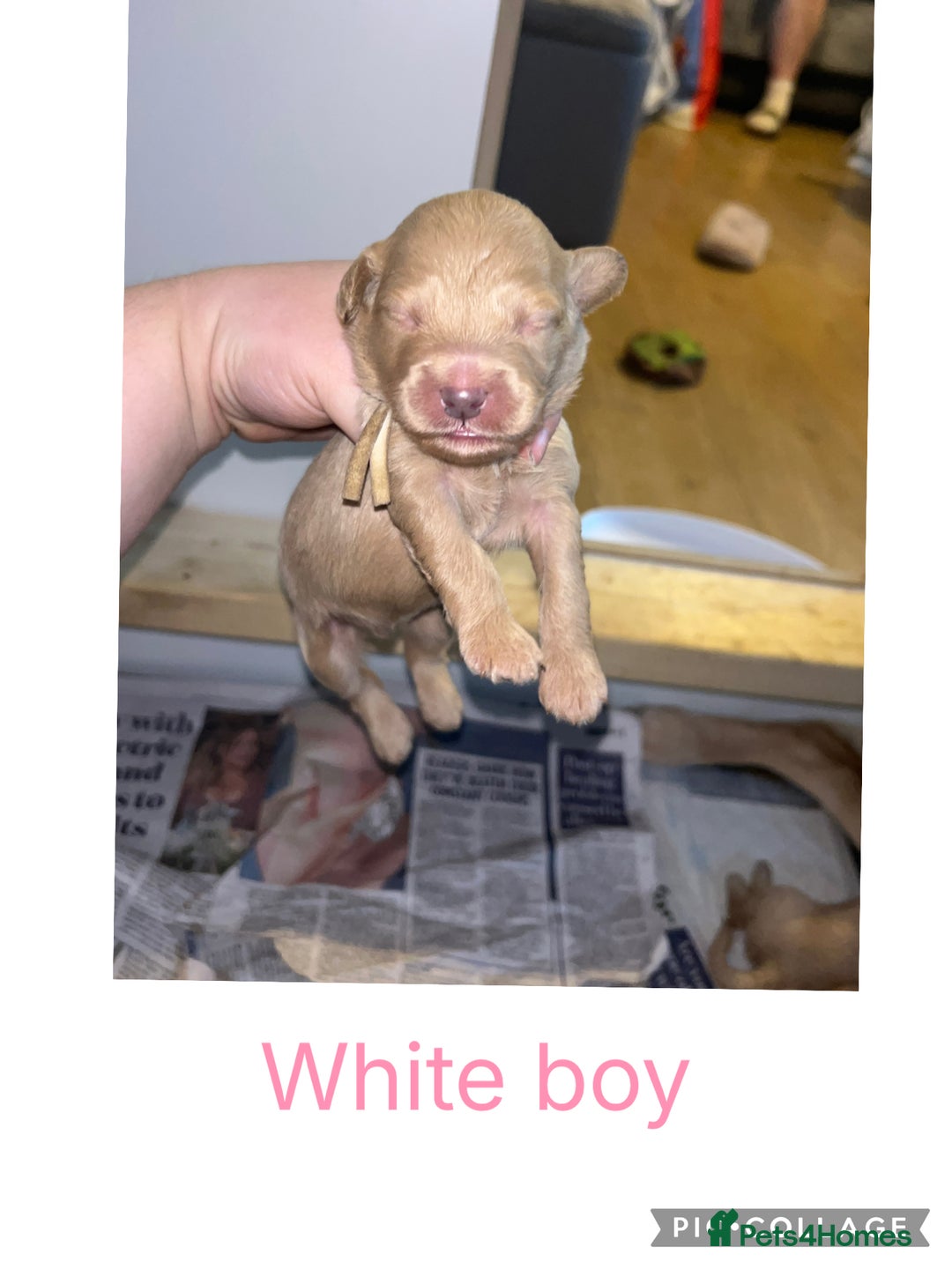 Goldendoodle dogs for sale: F1 mini Goldendoodles - Advert 8