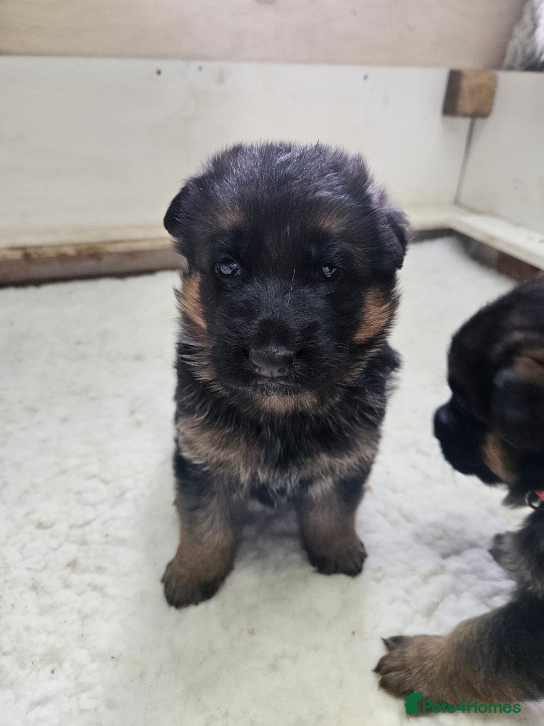 German Shepherd dogs for sale: German shepherd puppies - Advert 5