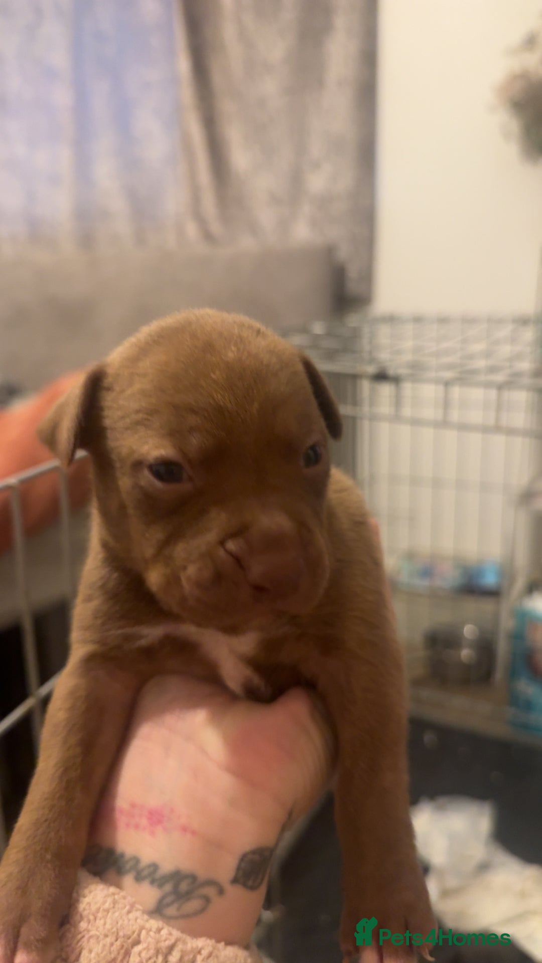 Mixed Breed dogs for sale: Bully pups  - Advert 4