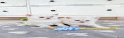 Scottish Fold cats for sale: Four kittens looking for a loving home - Advert 3