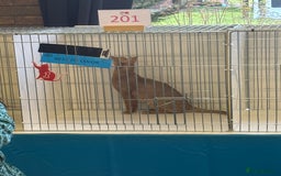 Abyssinian cats for sale: Pure pedigree Tica registered Abyssinian kittens  - Image 6