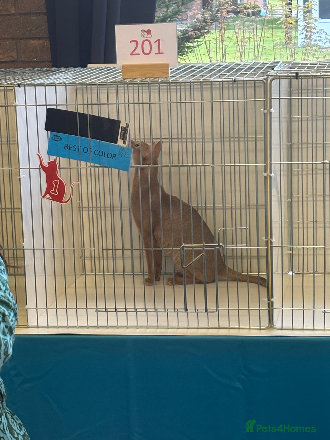 Abyssinian cats for sale: Pure pedigree Tica registered Abyssinian kittens  - Image 6
