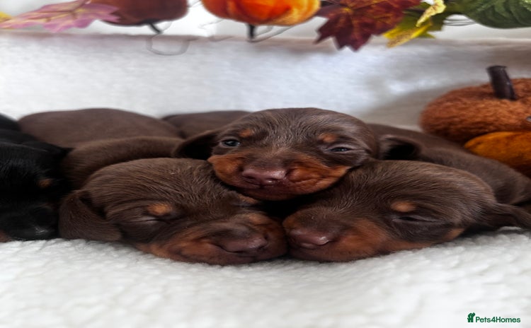 Miniature Dachshund dogs - Advert 8