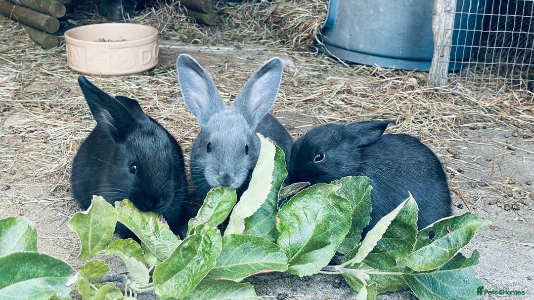 Mixed Breed rabbits for sale: Baby rabbits - Image 13