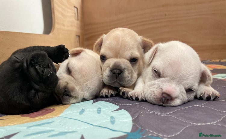 French Bulldog dogs - Advert 3
