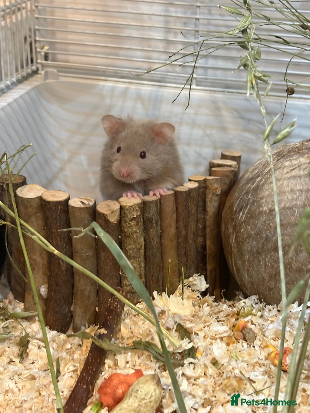 Hamster rodents for sale: Syrian Hamster - Advert 1