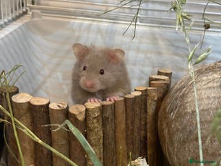 Hamster rodents Syrian Hamster - Advert 1