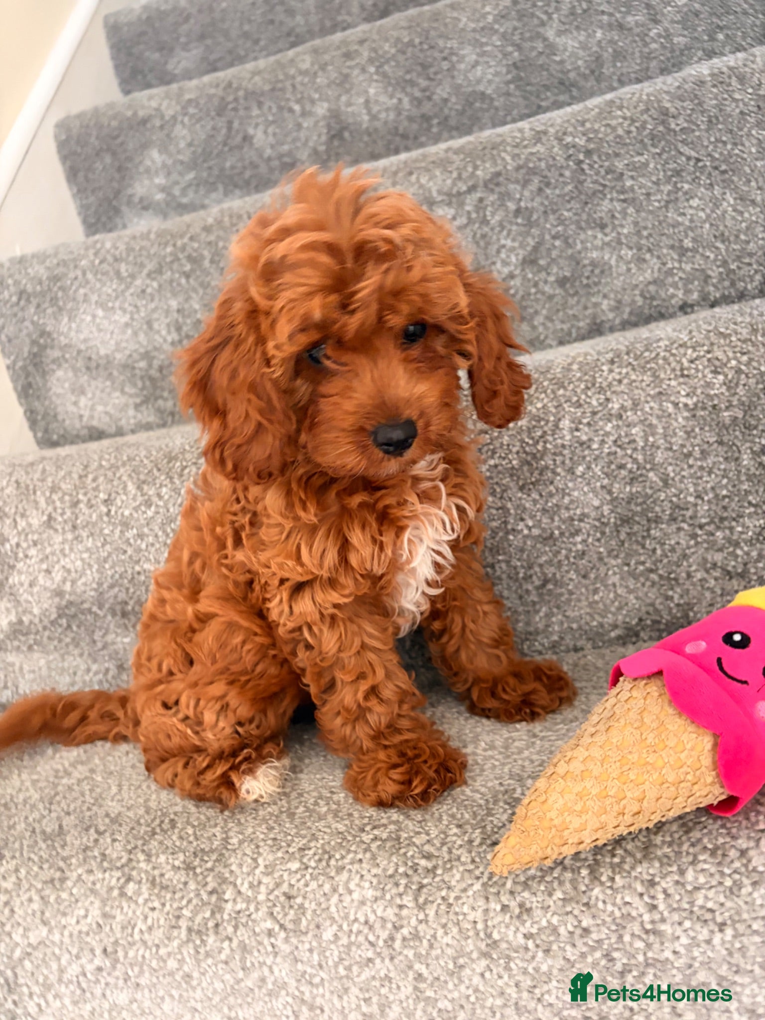 Cavapoo dogs 5⭐️Health Cleared Deep red Toy Cavapoo puppy’s  - Advert 18
