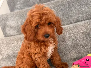 Cavapoo dogs 5⭐️Health Cleared Deep red Toy Cavapoo puppy’s - Advert 1