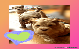 Australian Labradoodle dogs for sale: ♥️ 1 girl left ♥️ tiny tails , big hearts ♥️  - Image 6