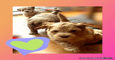 Australian Labradoodle dogs - Advert 5