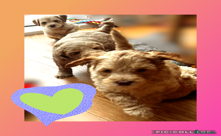 Australian Labradoodle dogs - Advert 2