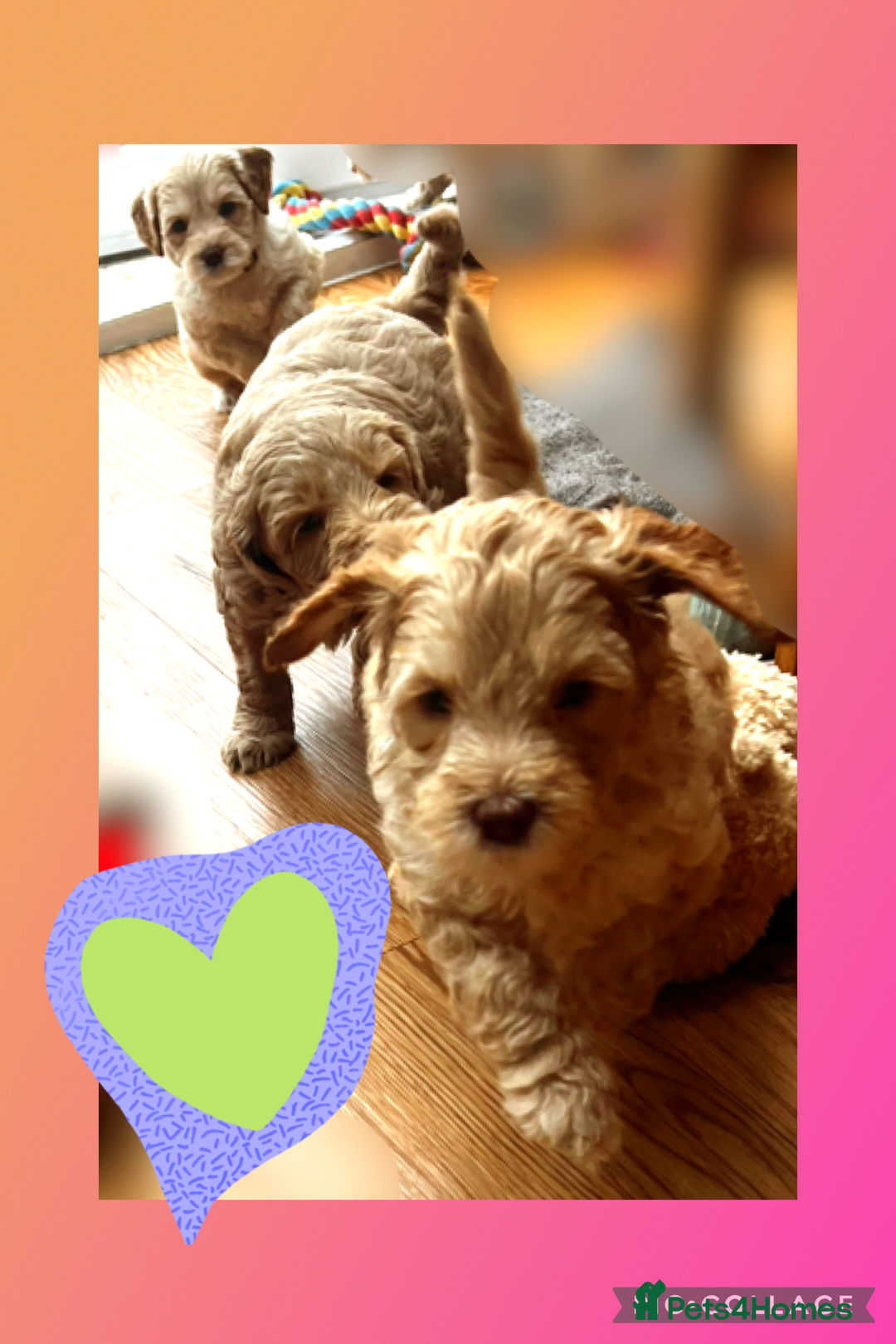 Australian Labradoodle dogs for sale: ♥️ 1 girl left ♥️ tiny tails , big hearts ♥️  - Image 6